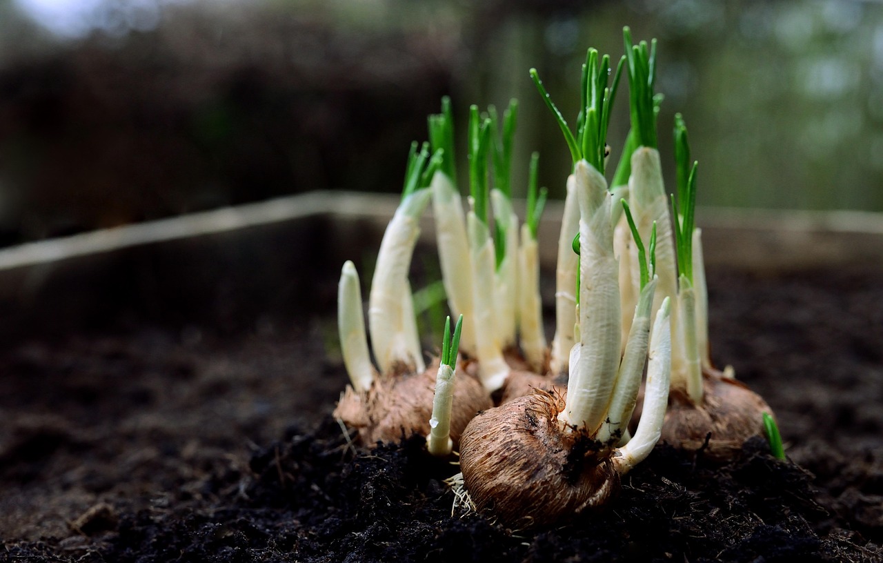 Autumn's Secret Garden: Planting Bulbs for a Spring Surprise