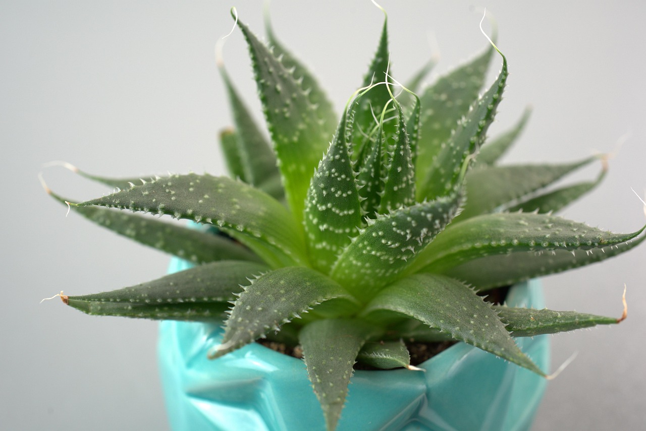 Creating a Container Garden for Small Spaces and Big Color
