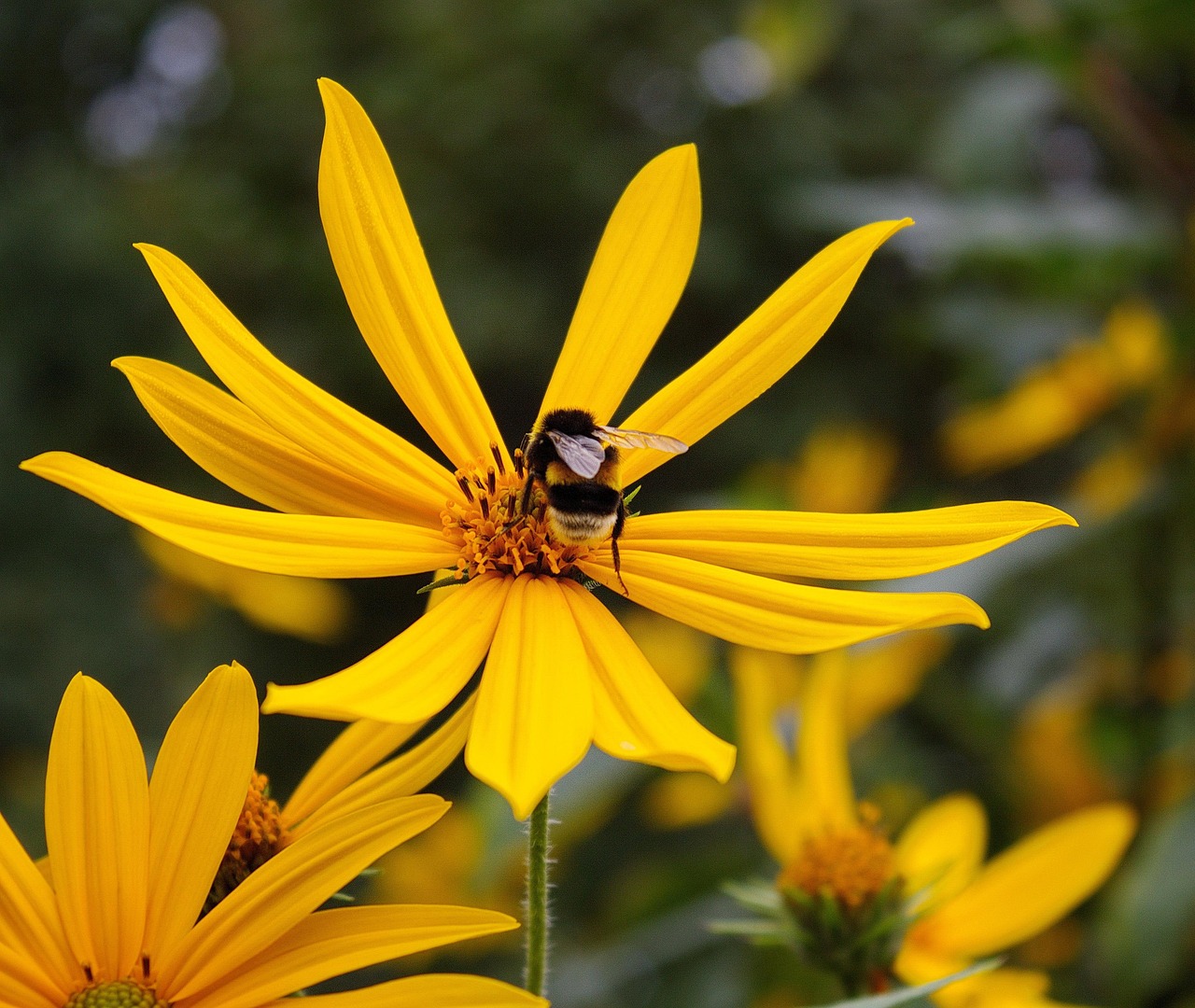 Five Pollinator-Friendly Flowers That Bloom All Season