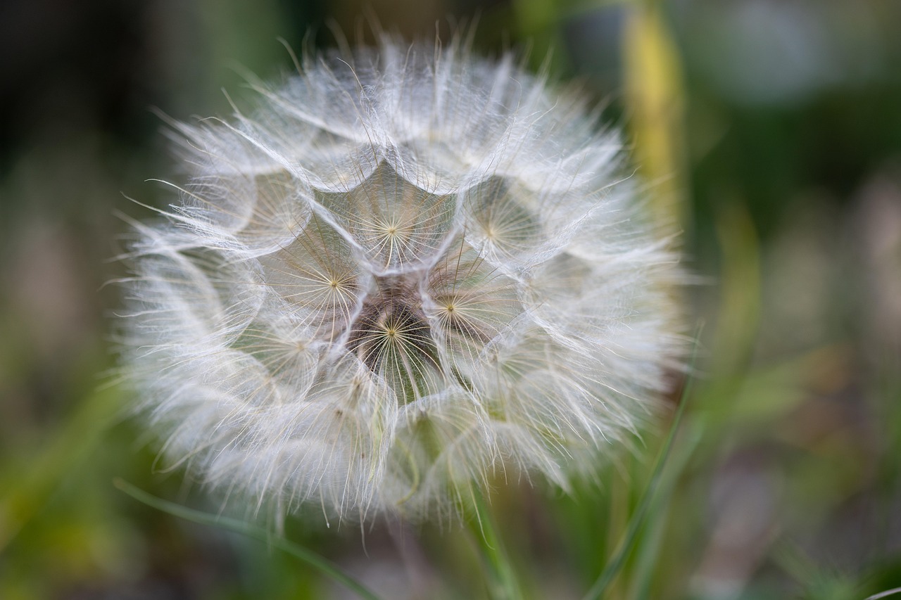 From Lawn to Meadow: A Gentle Guide to Rewilding a Patch of Grass