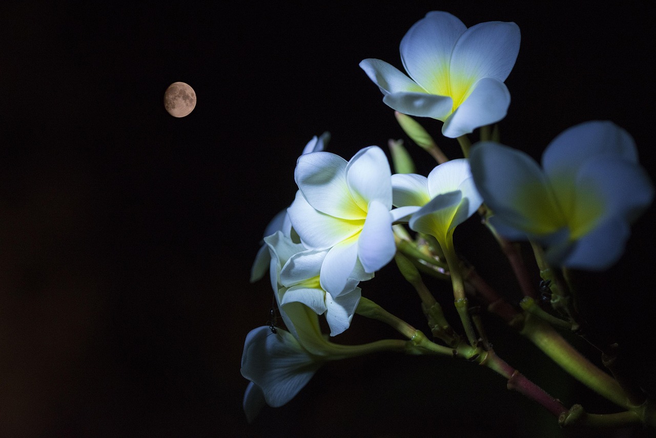 Moonlit Blooms: Designing a Night Garden That Glows