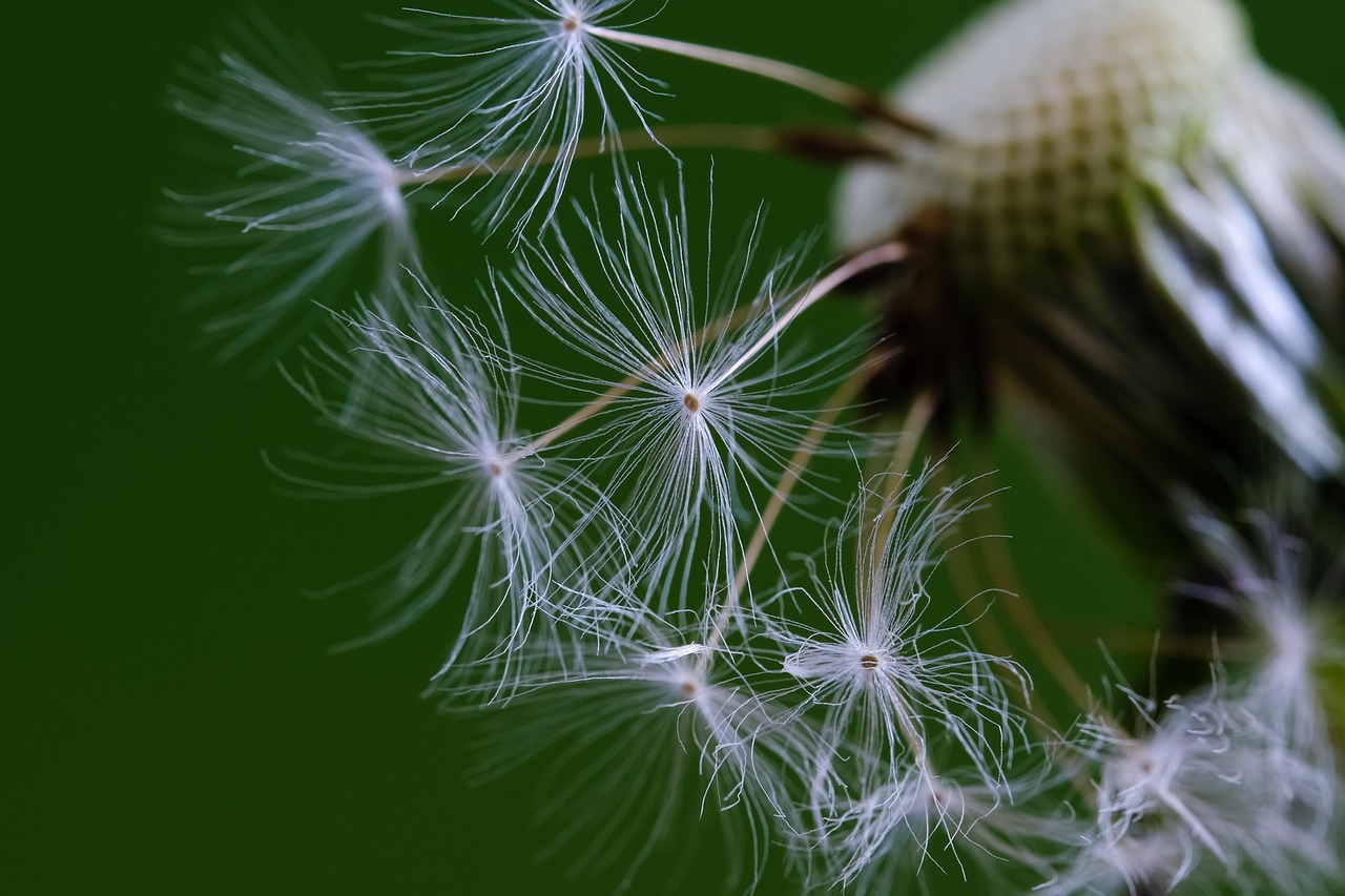 Seeds of Change: Saving Your Own Seeds for Next Year's Garden