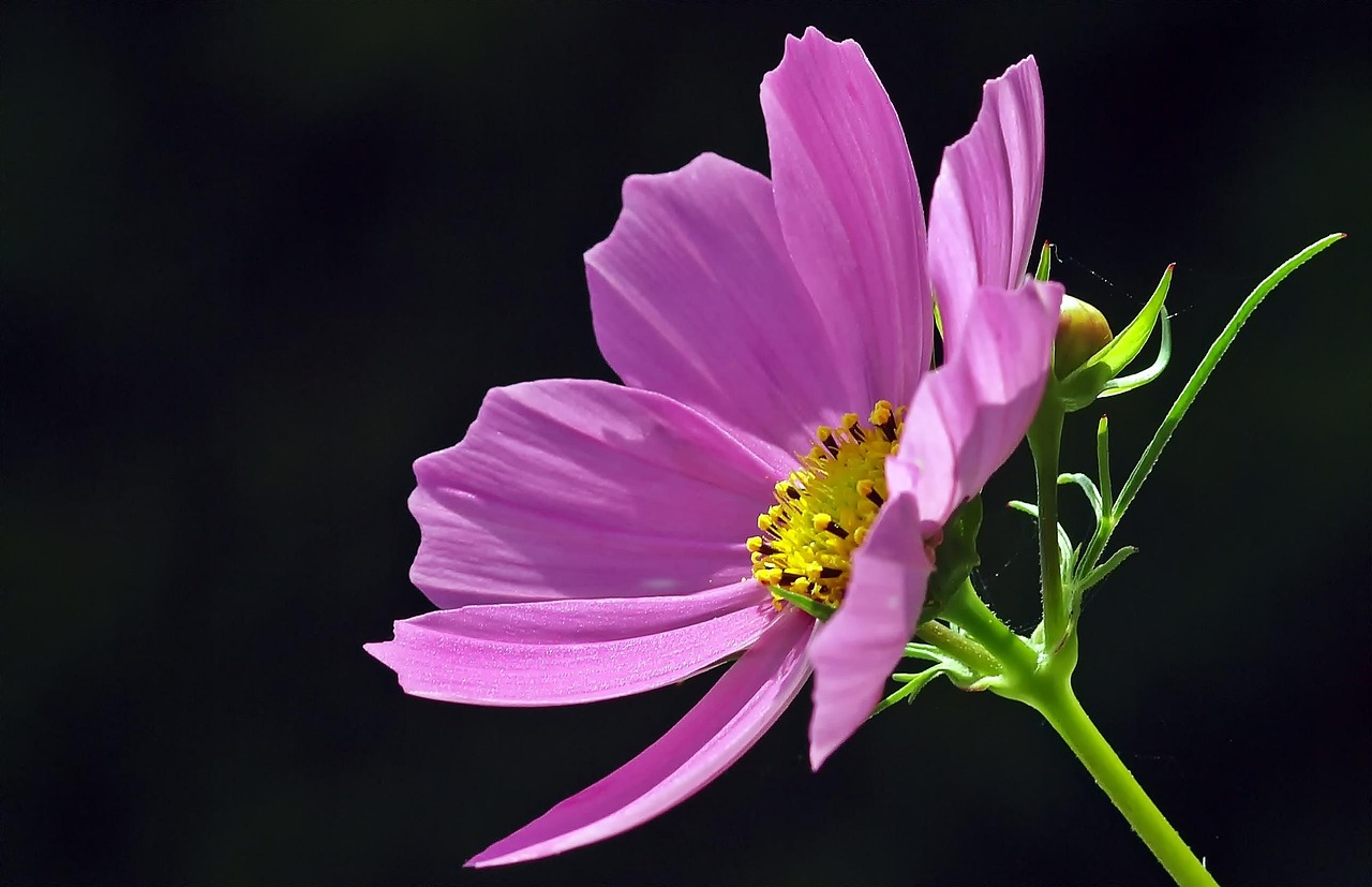 Spring Planting Tips for a Cut-Flower Garden That Keeps Giving