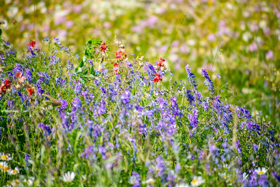 The Lazy Gardener's Guide to a Wildflower Meadow