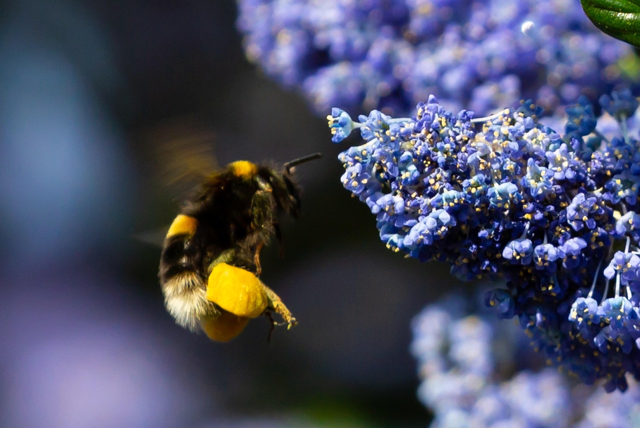 The Pollinator's Calendar: What to Plant Month by Month